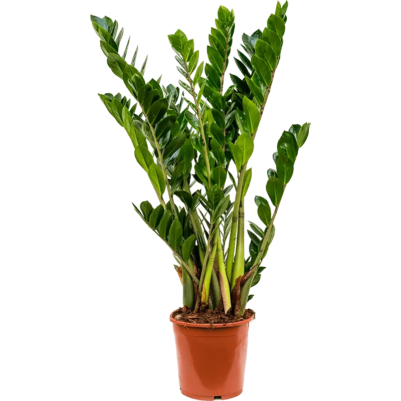 ../pmis/storage/app/public/249/zamioculcas.webp