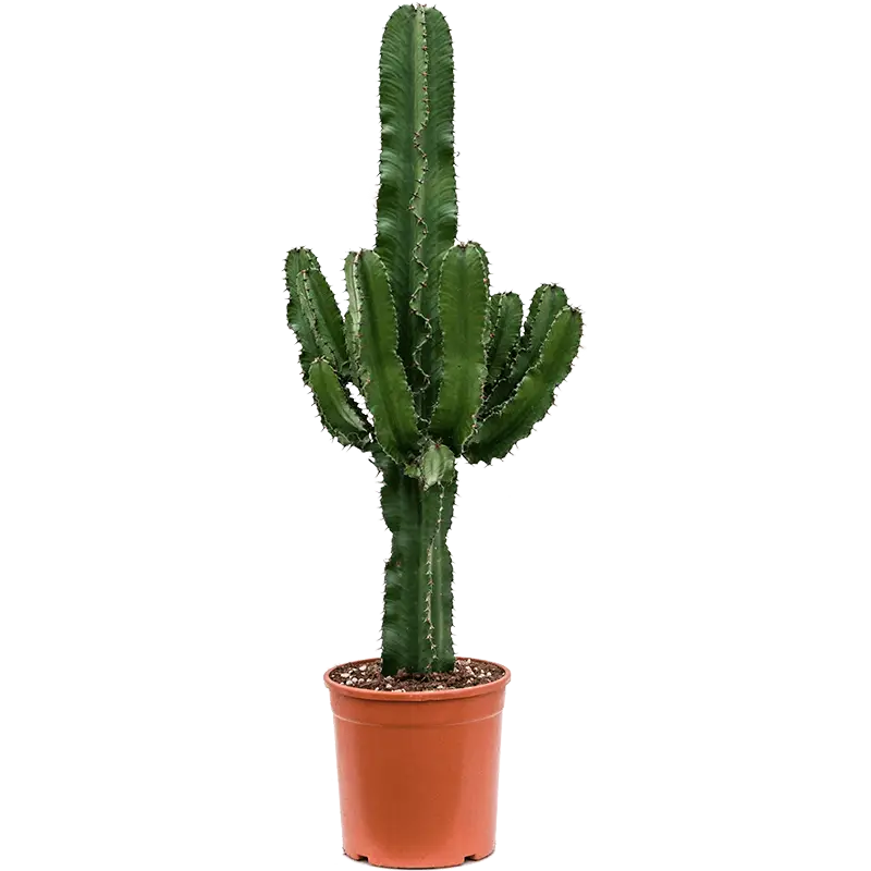 ../pmis/storage/app/public/250/euphorbia-erytrea-(L).webp