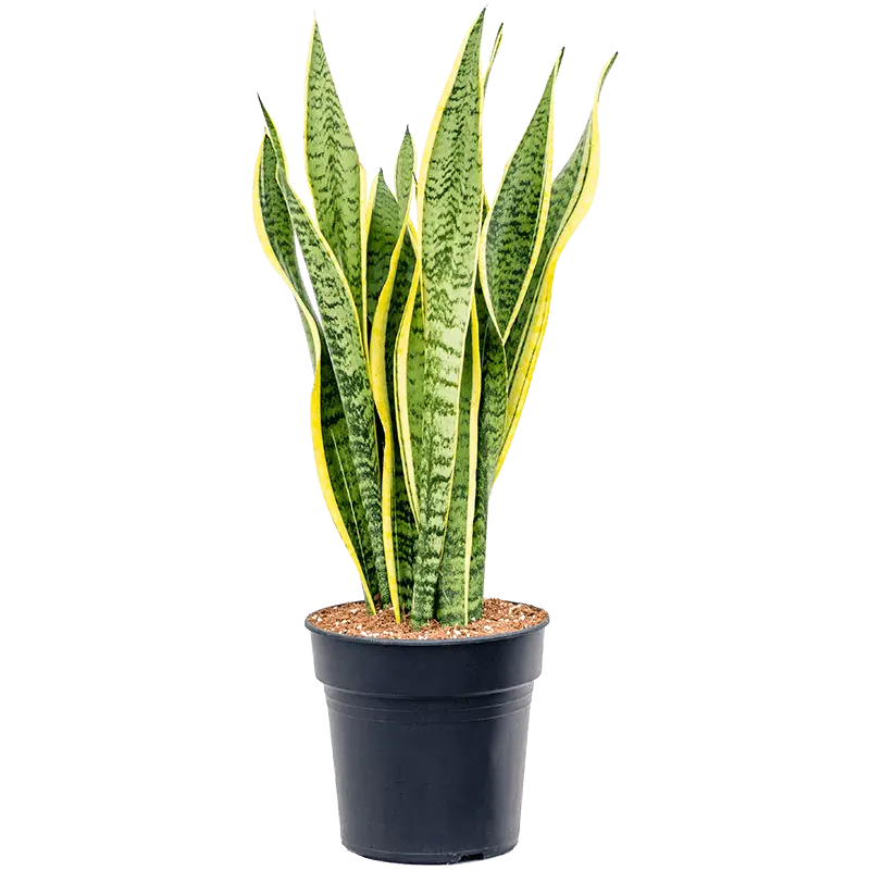 ../pmis/storage/app/public/252/sansevieria-laurentii-(M).webp